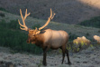 bull elk in the Owyhees in sun light August 2013