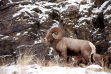 bighorn sheep in snow October 2010 copright Gary Powers IDFG