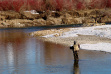 tight shot of an angler fishing on the South Fork of the Snake river in the Winter with snow on the river bank