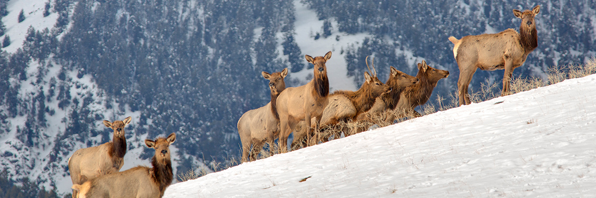 Idaho Fish and Game | Idaho Fish and Game