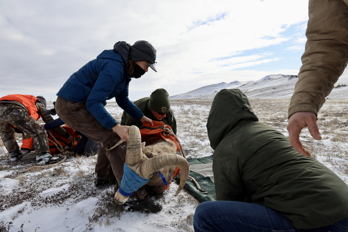 Fish and Game staff and volunteers work up a sheep captured in Southwest Idaho