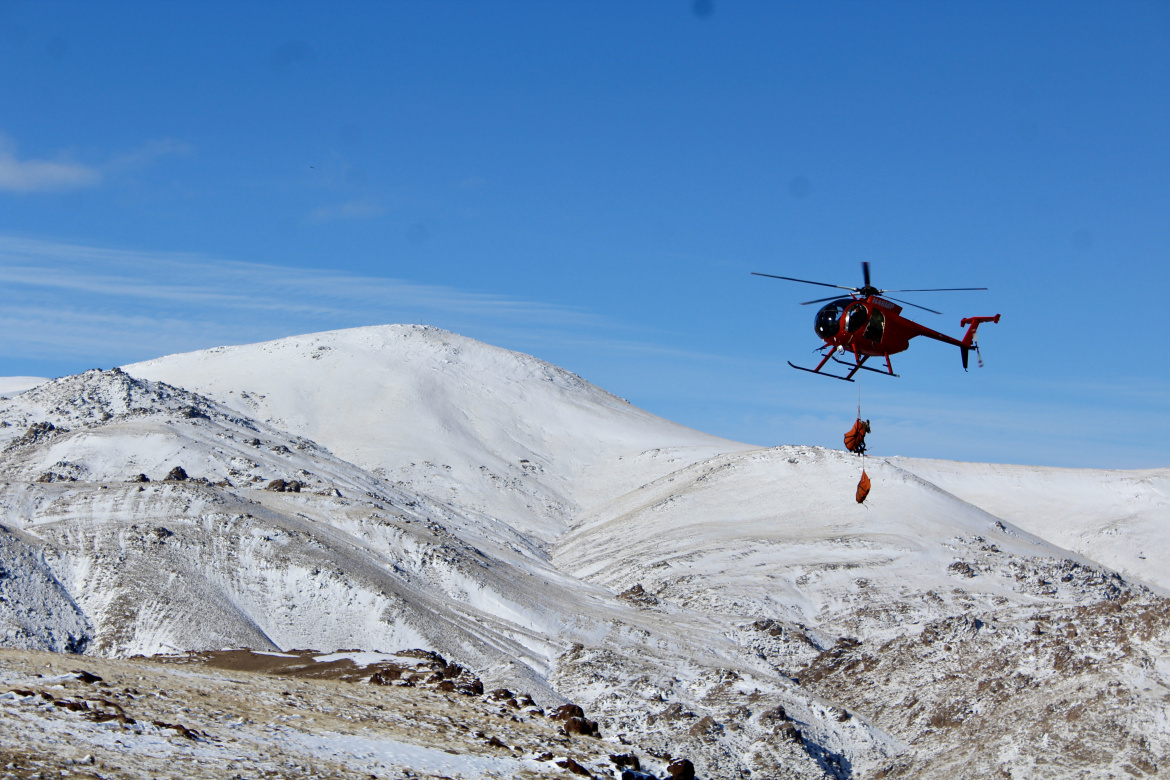 A helicopter transports California Bighorn sheep during a capture in Southwest Idaho