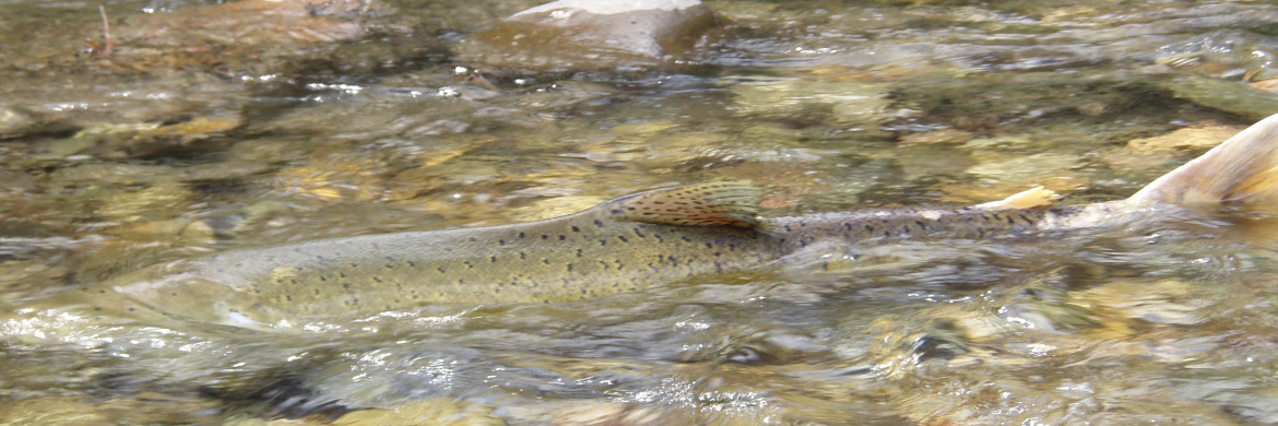 Understanding Idaho Fish and Game's decision to stock Boise River with  surplus Chinook salmon