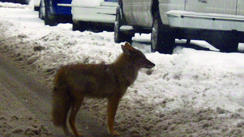 Coyote in an urban area in 2010