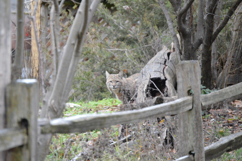 A bobcat at the MK Nature Center in 2021