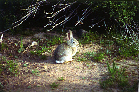 Big Cottonwood Wildlife Management Area WMA cottontail rabbit medium shot