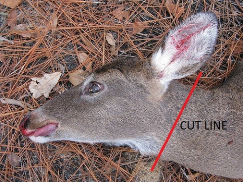 cwd-illustration-cut-line-for-deer-head-12-21