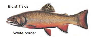 Brook trout / Image by Joseph Tomelleri