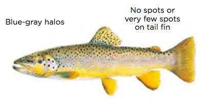 Brown trout / Image by Joseph Tomelleri