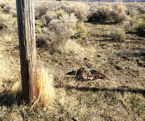 A golden eagle was shot and killed west of Oakley in February 2020.

