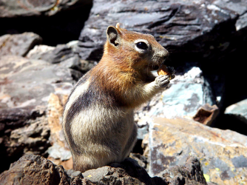 golden mantled ground squirrel in rocks 