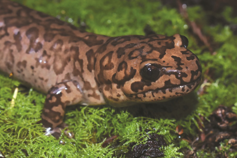 Idaho giant salamander