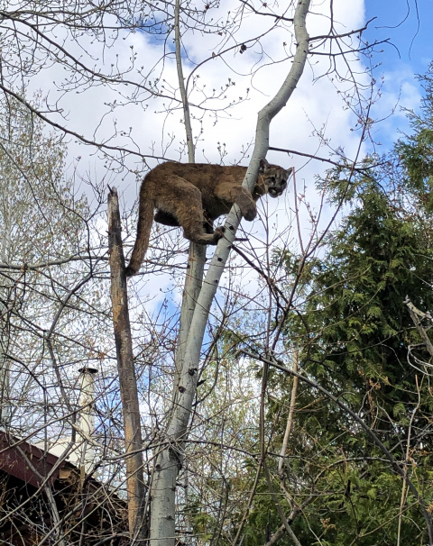A young mountain lion takes refuge in a backyard tree in Ketchum May 2021.