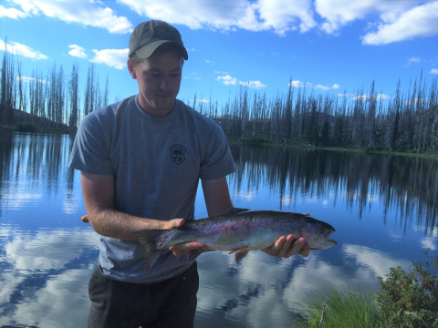 Rainbow Trout sampled from an alpine lake