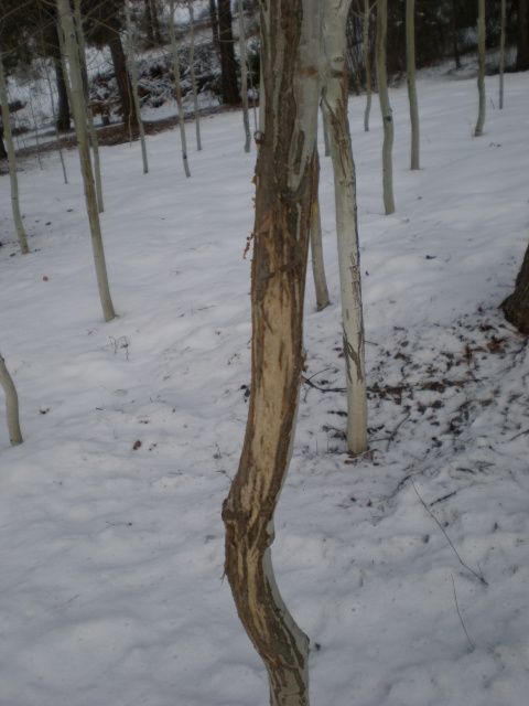 tree nursery deer rub damage depredation December 2007