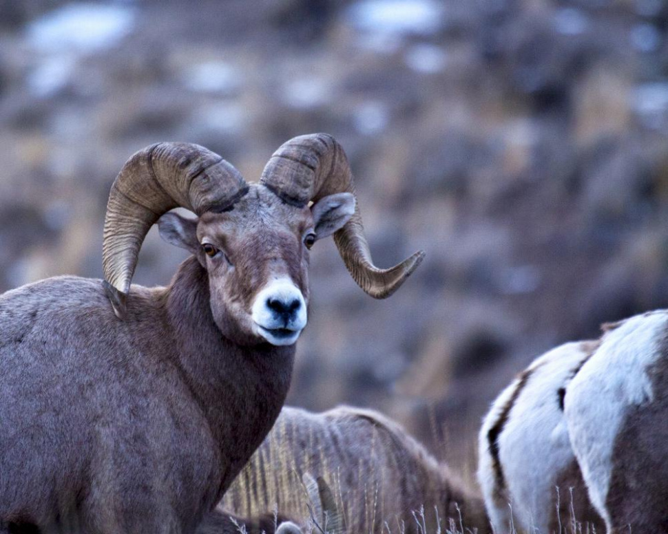 idaho moose goat sheep 2022 season fish mountain