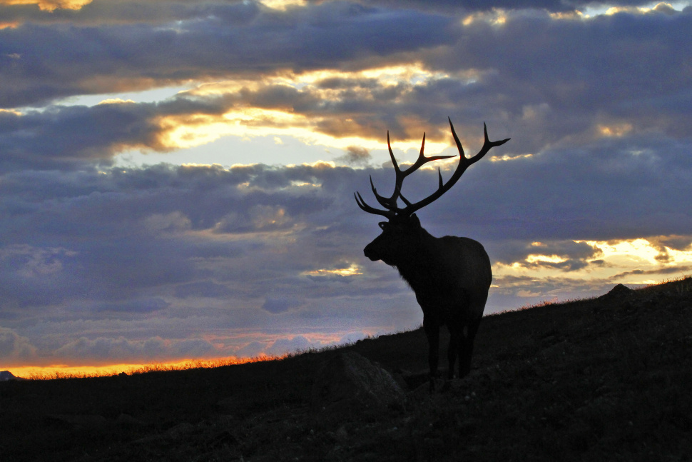 F&G Commission votes to continue general hunts for Sawtooth Elk Zone in