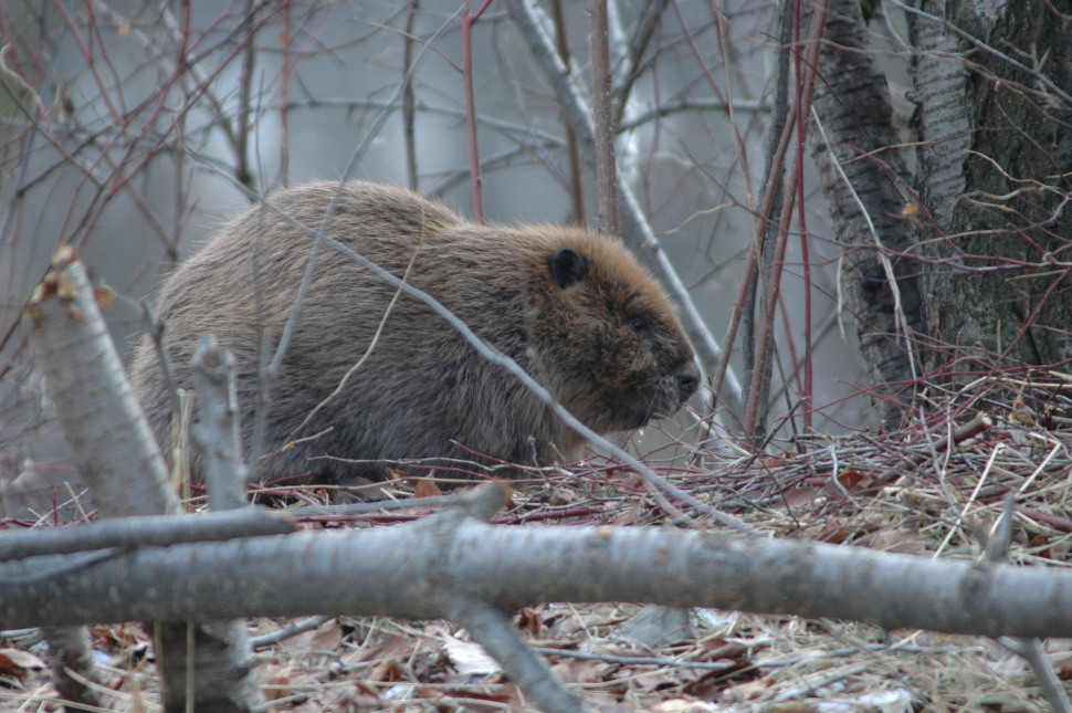 Idaho Fish and Game biologist to give guest lecture on beavers, bats