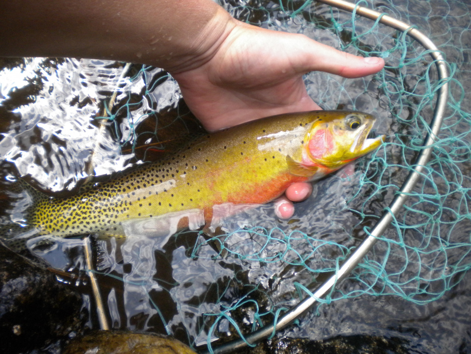 Fishing Heats Up on the North Fork Coeur d'Alene and St. Joe rivers