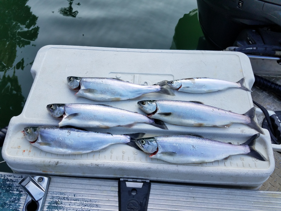 Still time to catch kokanee at Dworshak Reservoir Idaho Fish and Game