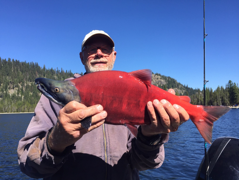 Kokanee are making a comeback in Payette Lake Idaho Fish and Game