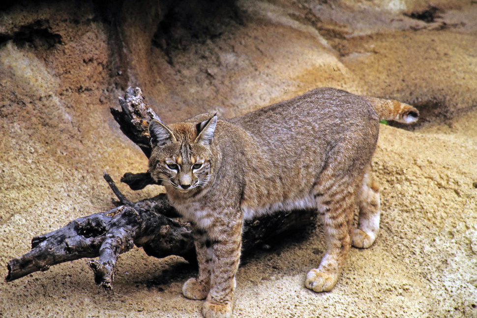 can i use dogs to hunt bobcats in maine