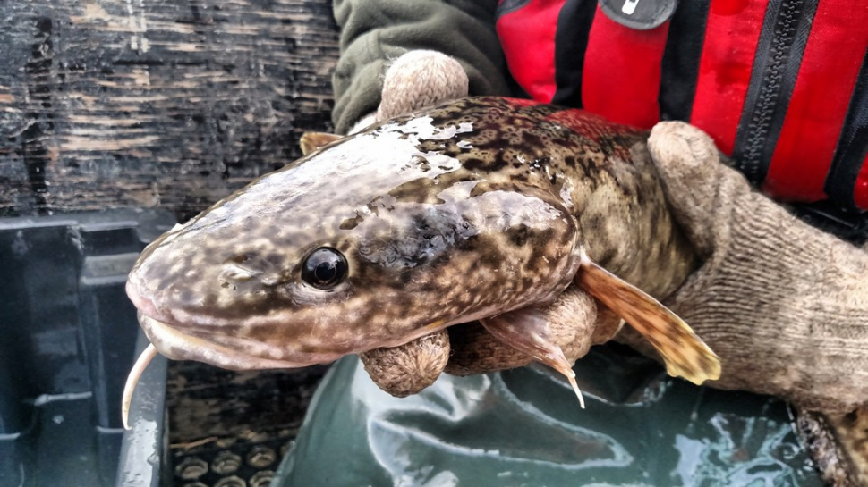 “Wild About Kootenai River Native Fish” Workshop Offered | Idaho Fish ...