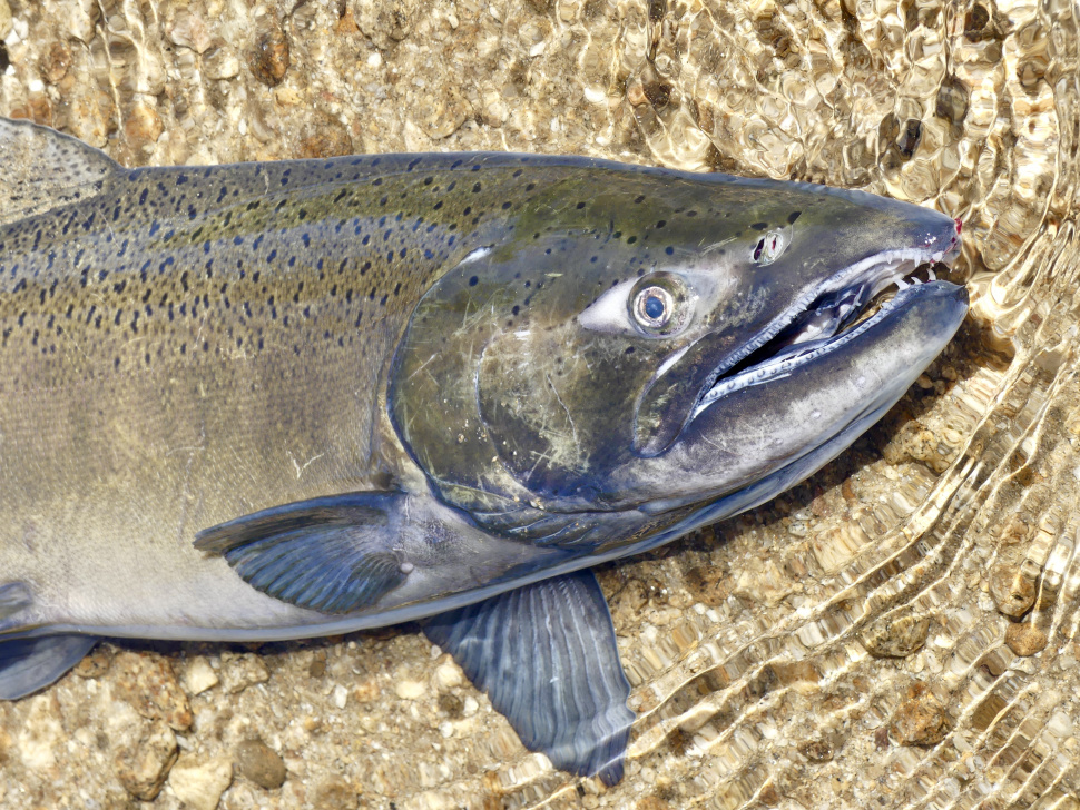 Idaho's spawning Chinook salmon are digging in for their future Idaho