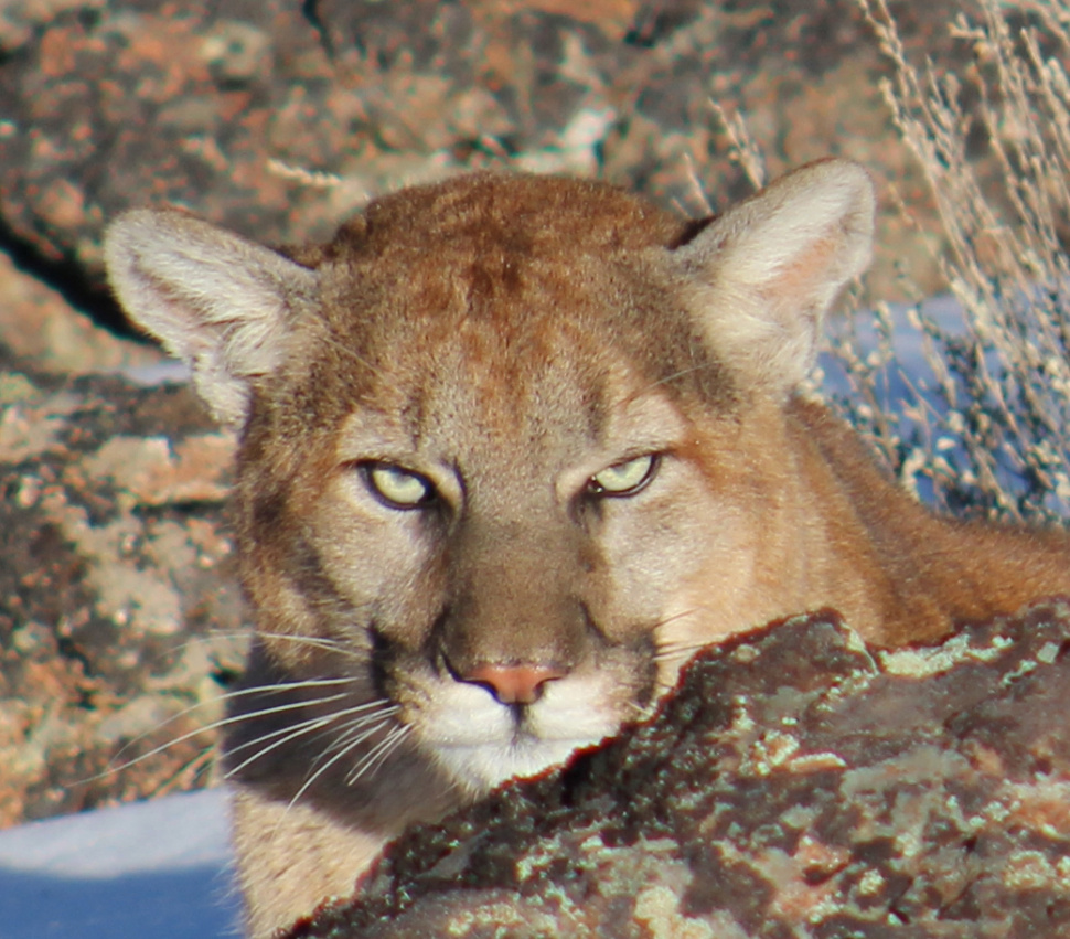 Southwest Region F&G Staff Release Mountain Lion Caught in Bobcat Trap Idaho Fish and Game