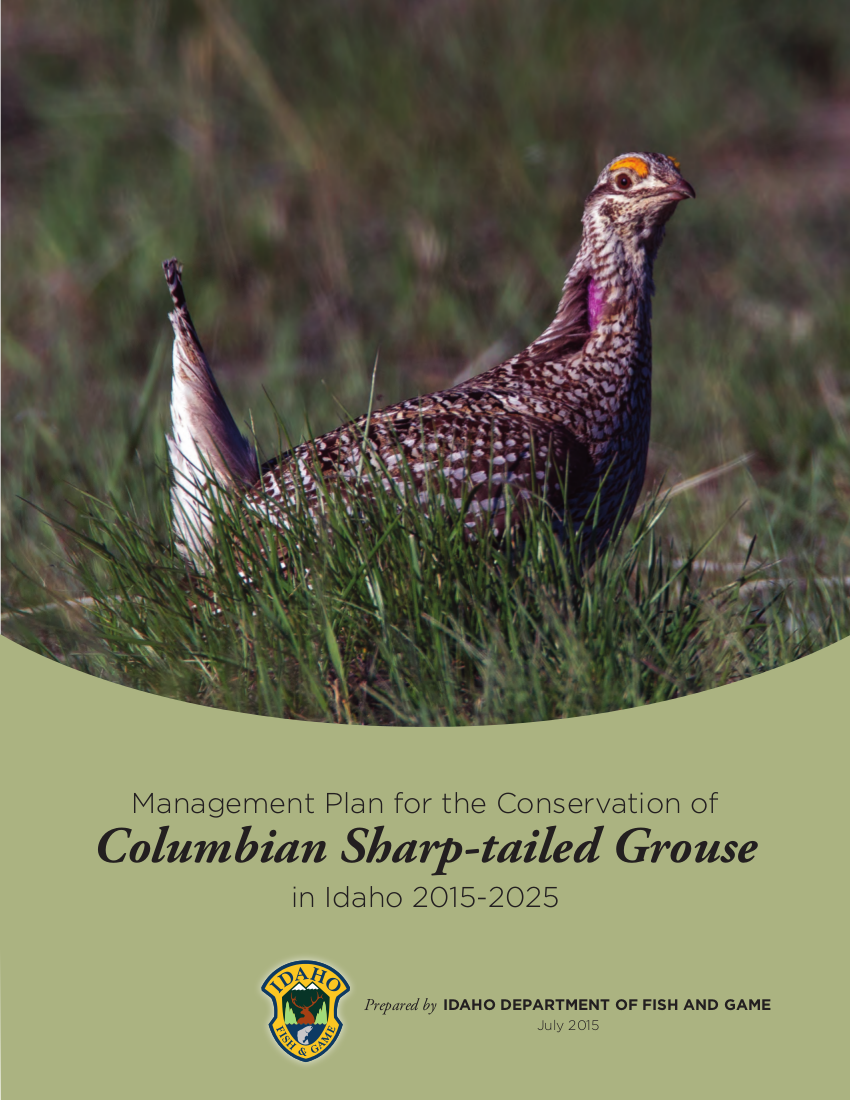 Columbian Sharptailed Grouse Management Plan Now Available Idaho