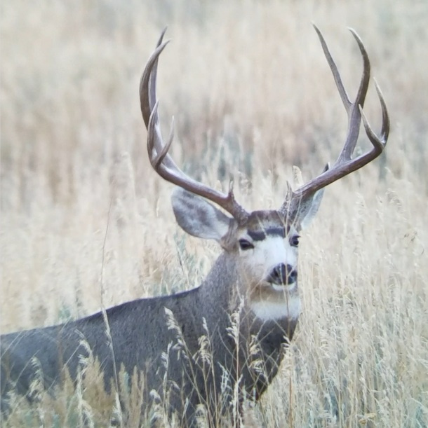 Idaho Big Game Records | Idaho Fish And Game