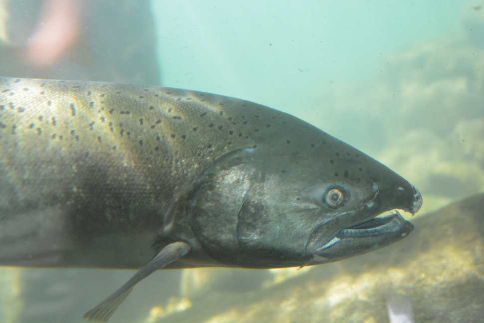 Chinook salmon are slow to show in Idaho, but should arrive soon ...