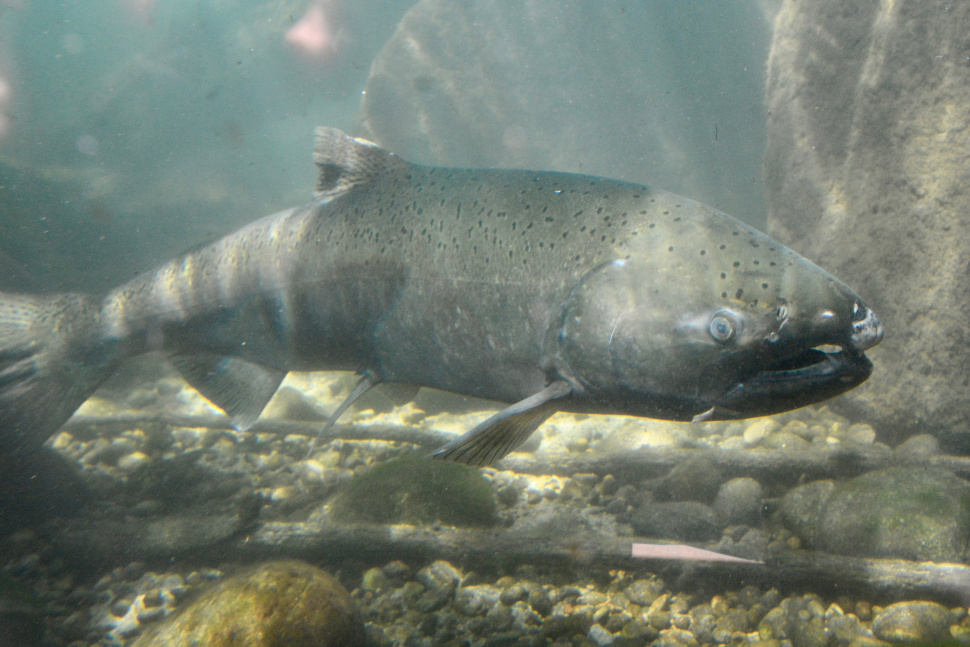 June 12: Chinook fishing updates for the Clearwater, Salmon, Little ...