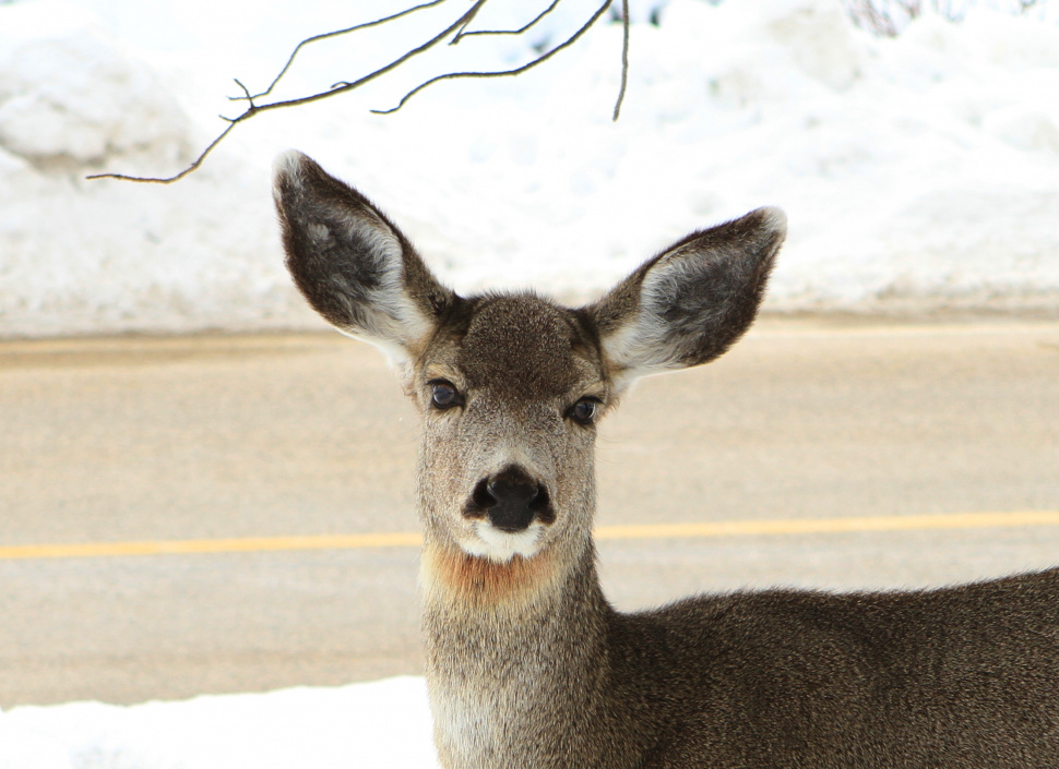 No antlerless harvest in Southeast Region during general, anyweapon