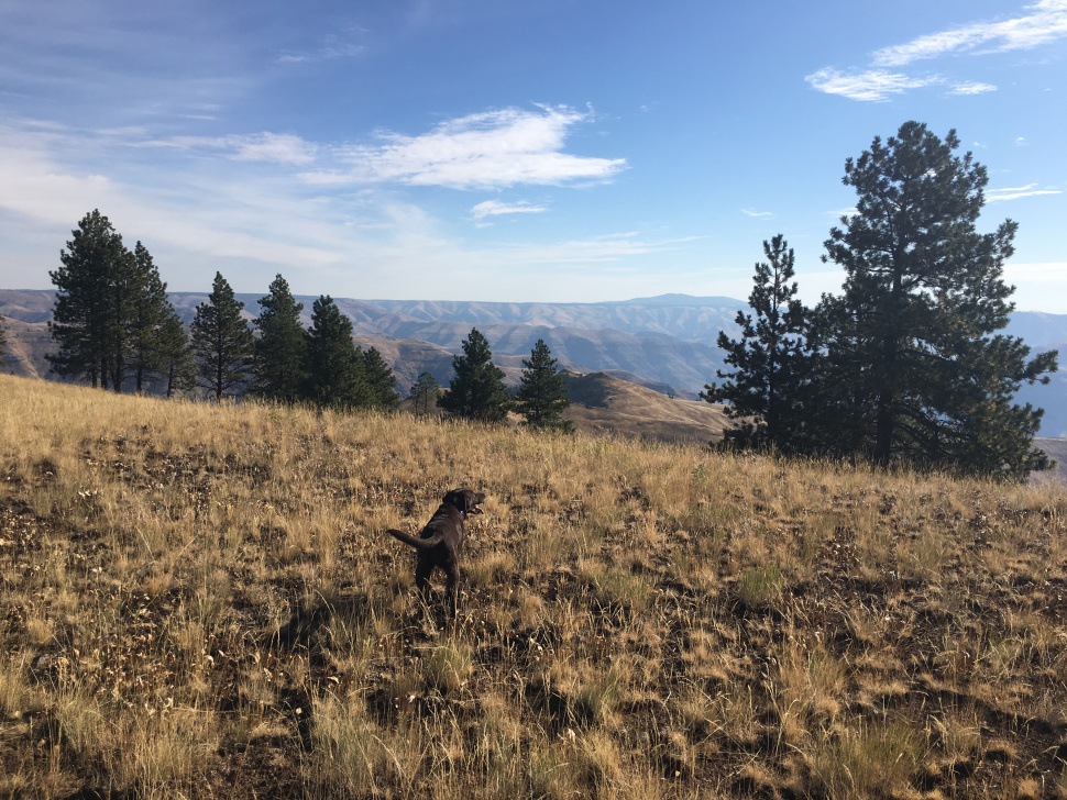 2019 Craig Mountain Wildlife Management Area Newsletter Idaho Fish