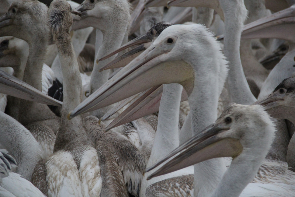 Tagging Lake Walcott Pelicans Idaho Fish and Game