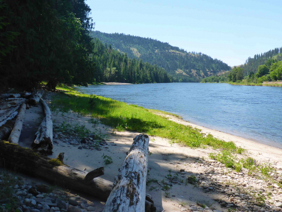 Chinook Salmon update for the Middle Fork Clearwater River (6/20/19