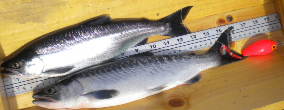 Priest Lake Kokanee Anglers Can Expect Status Quo Idaho