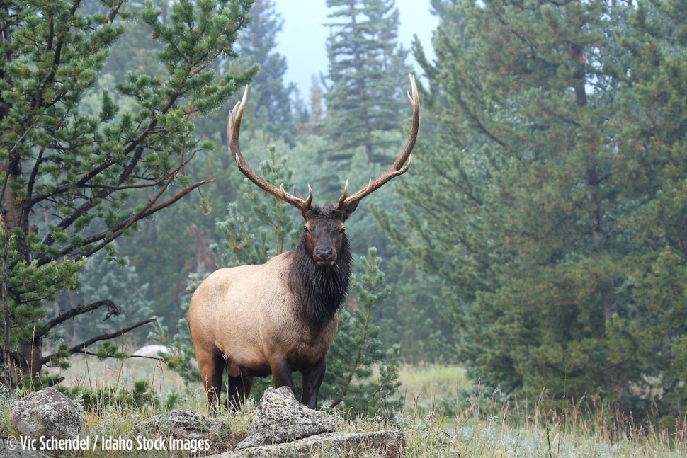 Capped resident elk tags go on sale July 10 and July 12 Idaho Fish