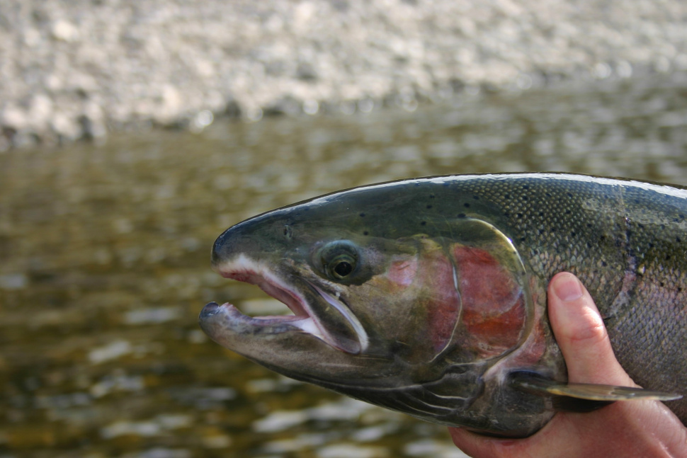 Update F&G Commission expands 2020 spring steelhead fishing season