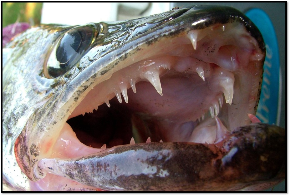 Walleye locations in Lake Pend Oreille in July Idaho