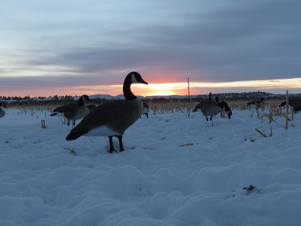 F&G commission sets migratory game bird seasons for 202021 Idaho