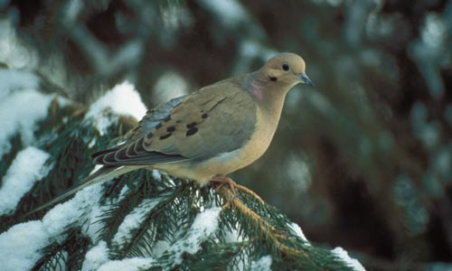 Pigeon And Dove Die Off In Kuna Area Caused By Common Pigeon Virus