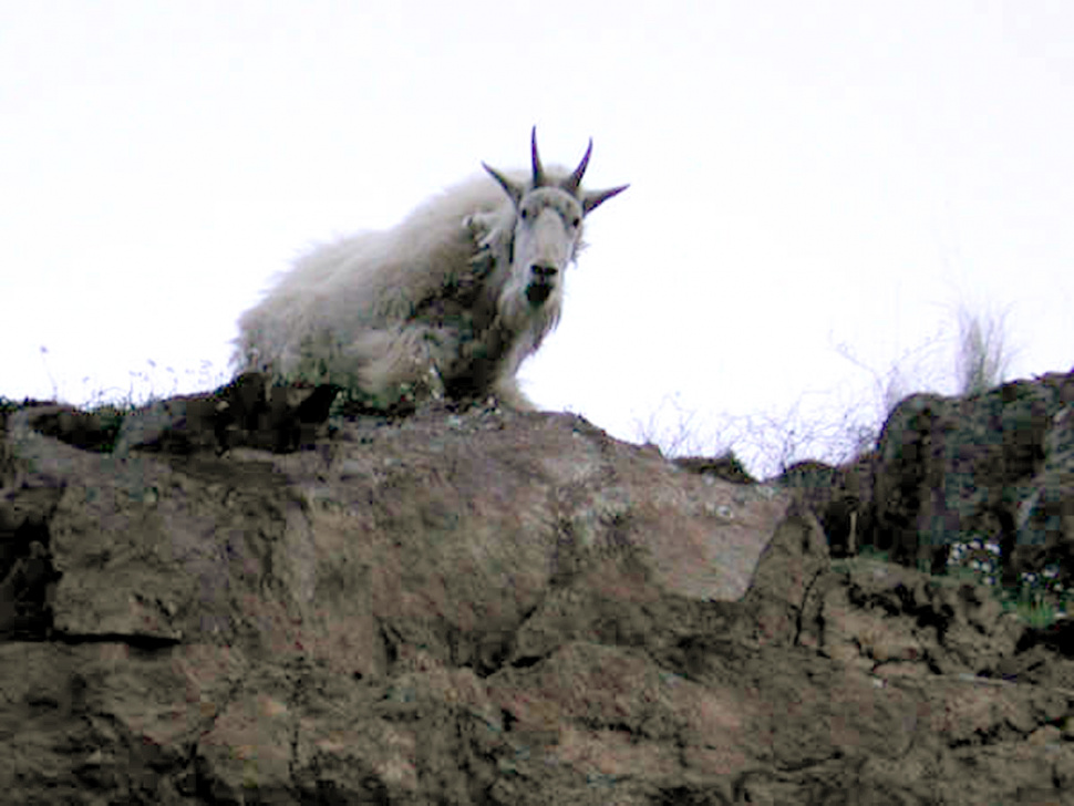Enjoy encounters with mountain goats, but keep a safe distance Idaho