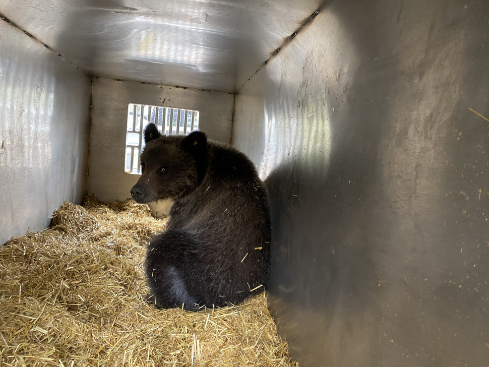 F&G captures and relocates grizzly sow and cub in Island Park Idaho