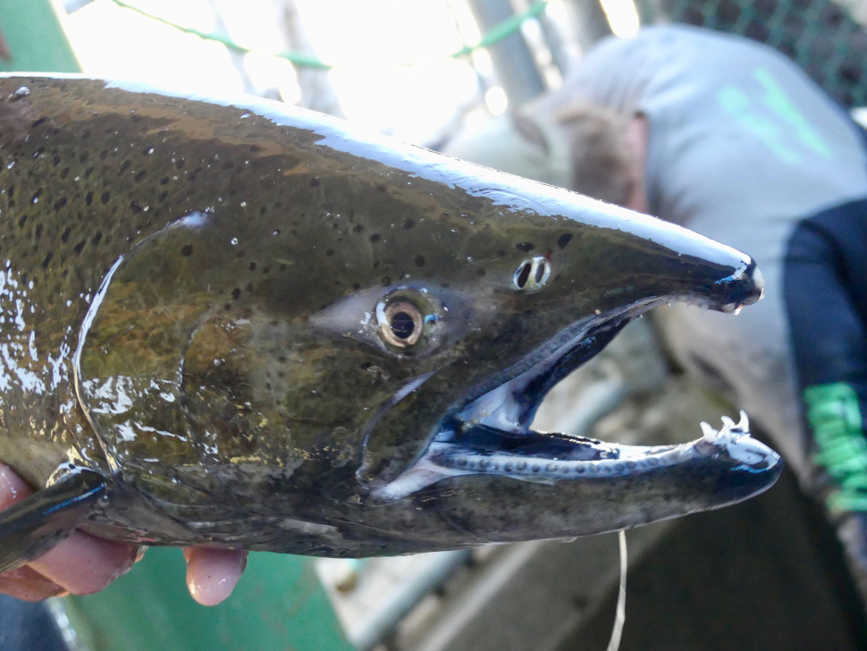 Chinook season closes on the Lower Salmon, Little Salmon rivers Idaho