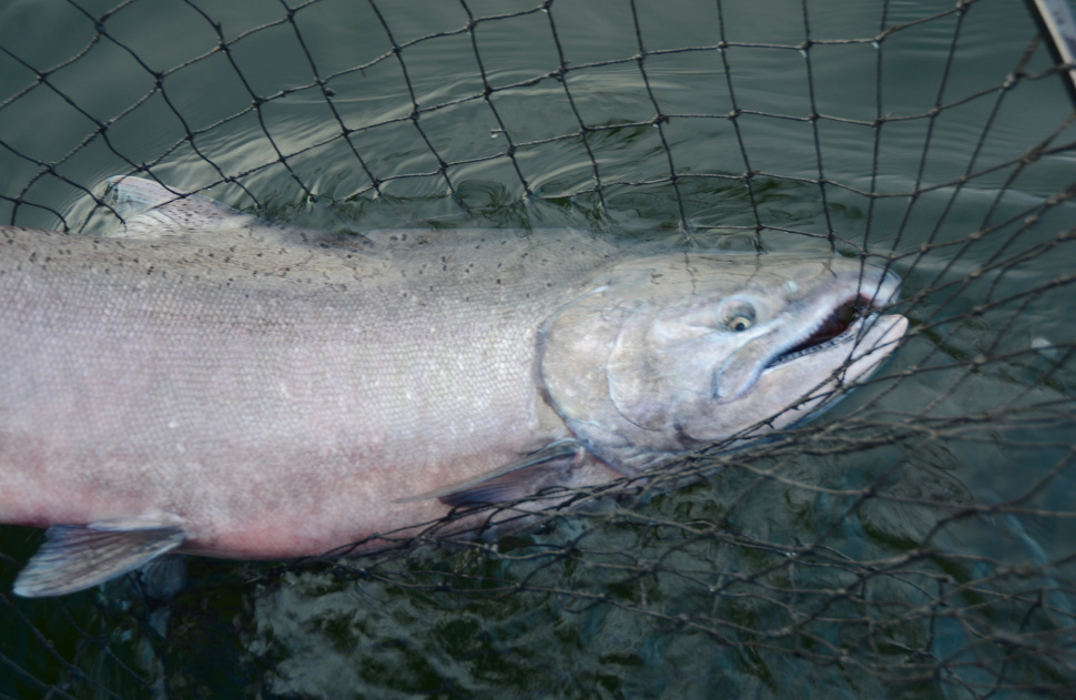 Anglers invited to help shape Idaho’s Chinook salmon rules Idaho Fish
