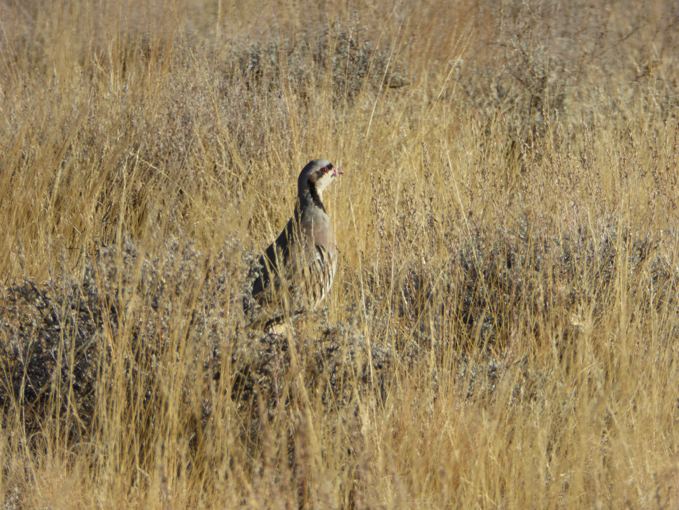 Upland game bird update Here s what hunting looks like in 