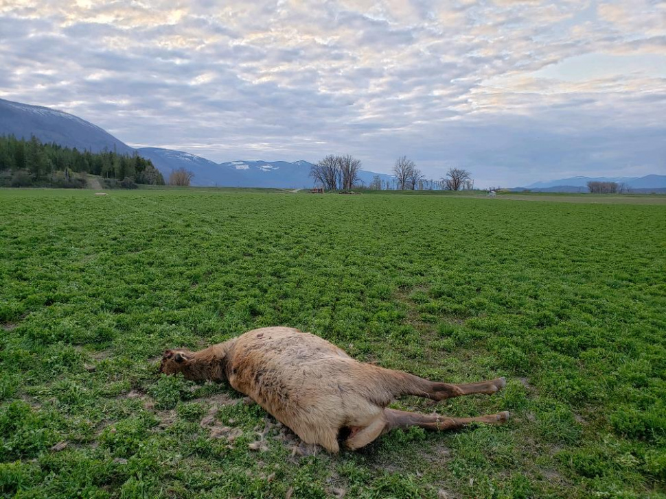 Two bull elk killed and left to waste near Kerr Lake in North Idaho