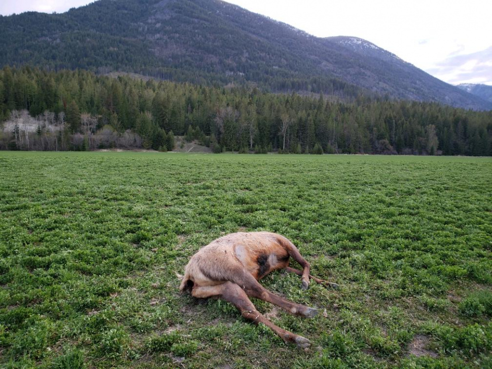 Two bull elk killed and left to waste near Kerr Lake in North Idaho